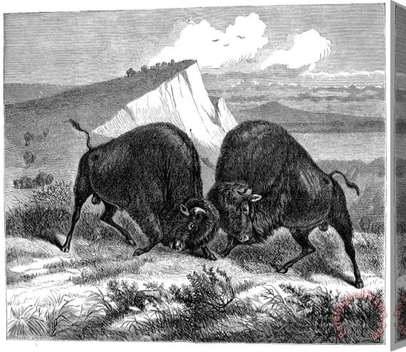 Others BUFFALO, 19th CENTURY Stretched Canvas Print / Canvas Art