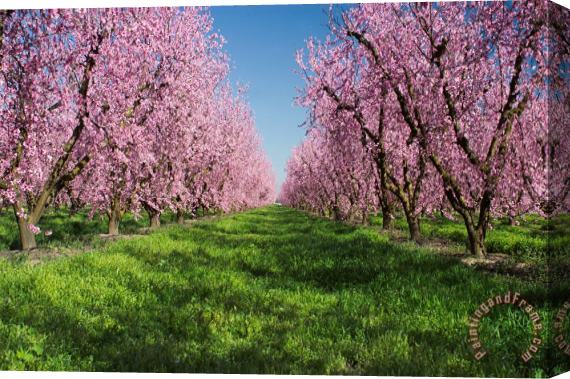 Others California Peach Tree Orchard Stretched Canvas Print / Canvas Art