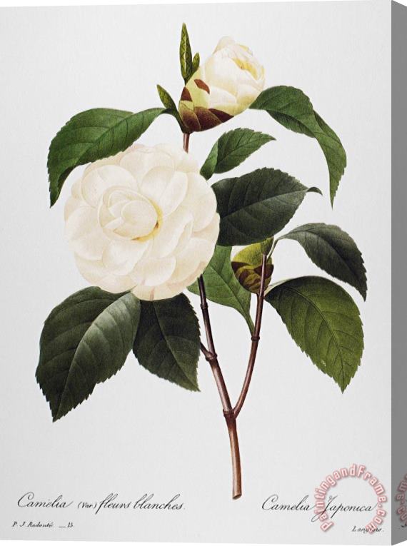 Others Camellia, 1833 Stretched Canvas Print / Canvas Art
