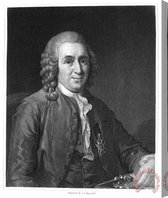 Others Carolus Linnaeus (1707-1778) Stretched Canvas Print / Canvas Art