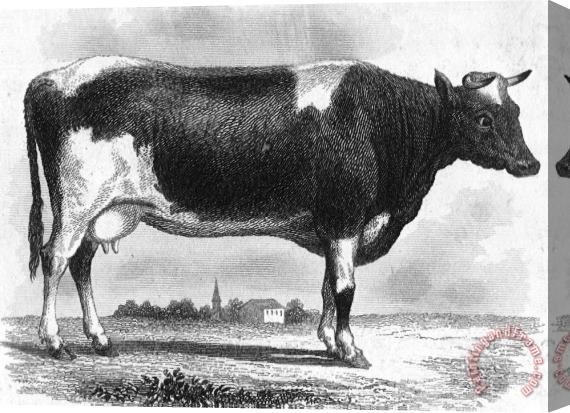 Others CATTLE, 19th CENTURY Stretched Canvas Print / Canvas Art