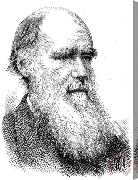 Others Charles Robert Darwin Stretched Canvas Painting / Canvas Art