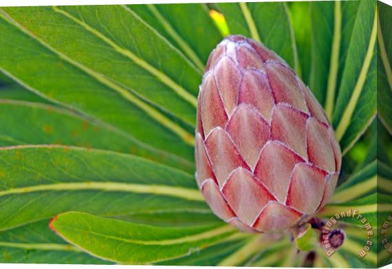 Others Close Up Of A Protea In Bud Stretched Canvas Print / Canvas Art