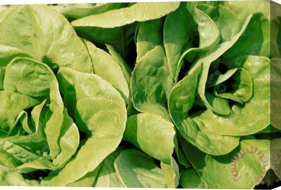 Others Closeup Of Boston Lettuce Stretched Canvas Painting / Canvas Art