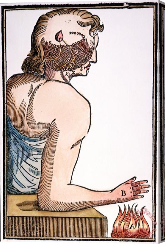 Others Descartes: Reflex, 1664 Stretched Canvas Print / Canvas Art
