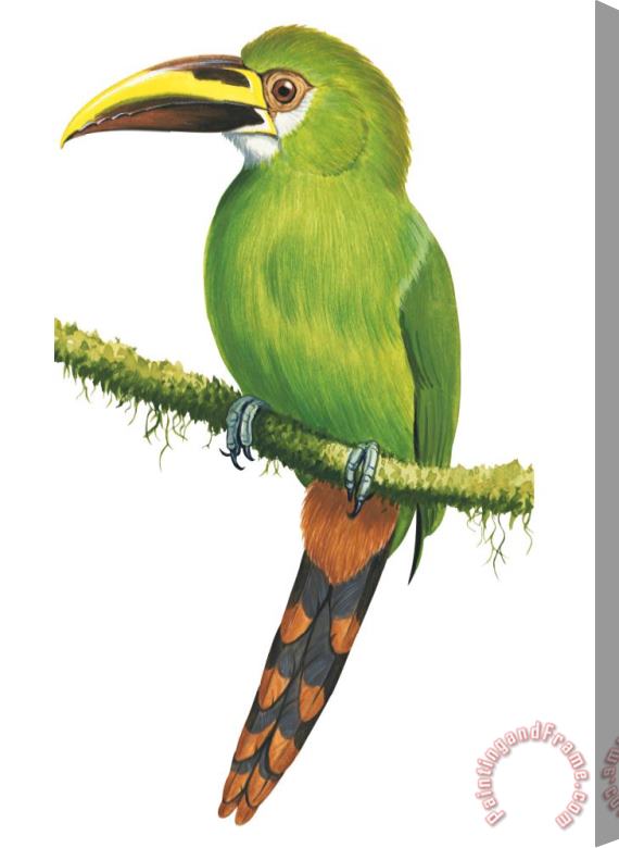 Others Emerald Toucanet Stretched Canvas Print / Canvas Art