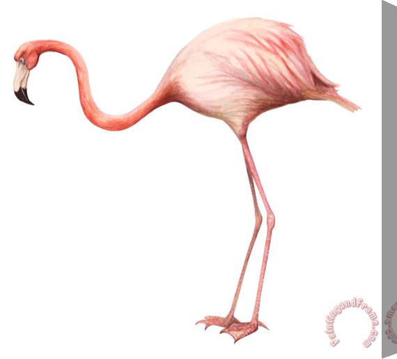 Others Flamingo Stretched Canvas Print / Canvas Art