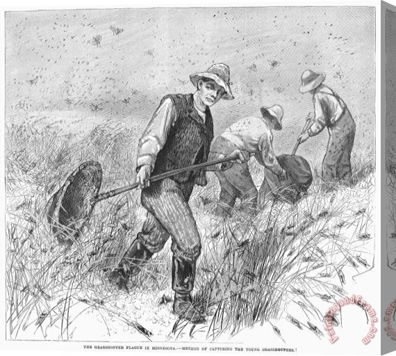 Others Grasshopper Plague, 1888 Stretched Canvas Print / Canvas Art