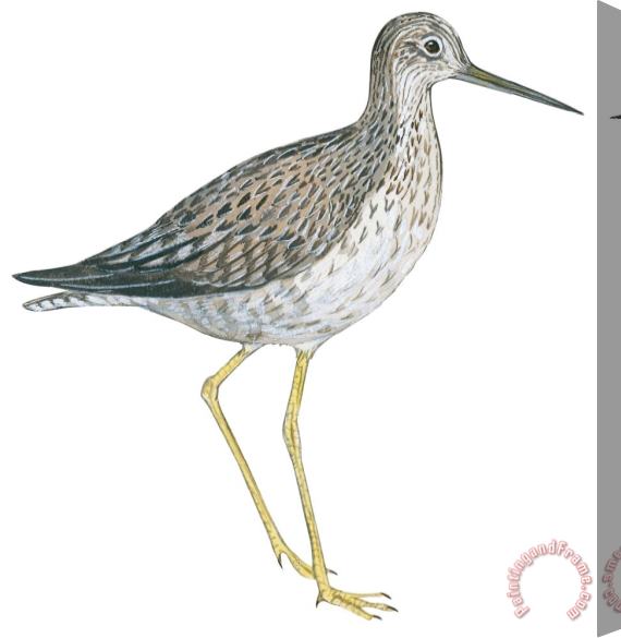 Others Greater Yellowlegs Stretched Canvas Print / Canvas Art