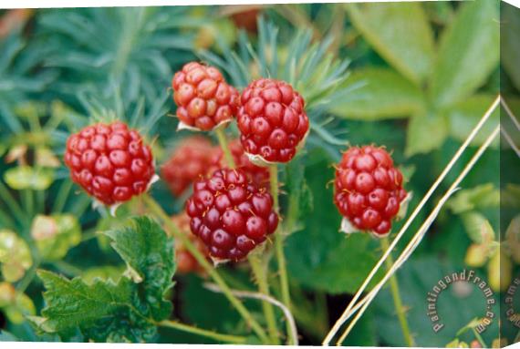 Others Highbush Blackberry Rubus Allegheniensis Grows Wild In Old Fields And At Roadsides Stretched Canvas Print / Canvas Art