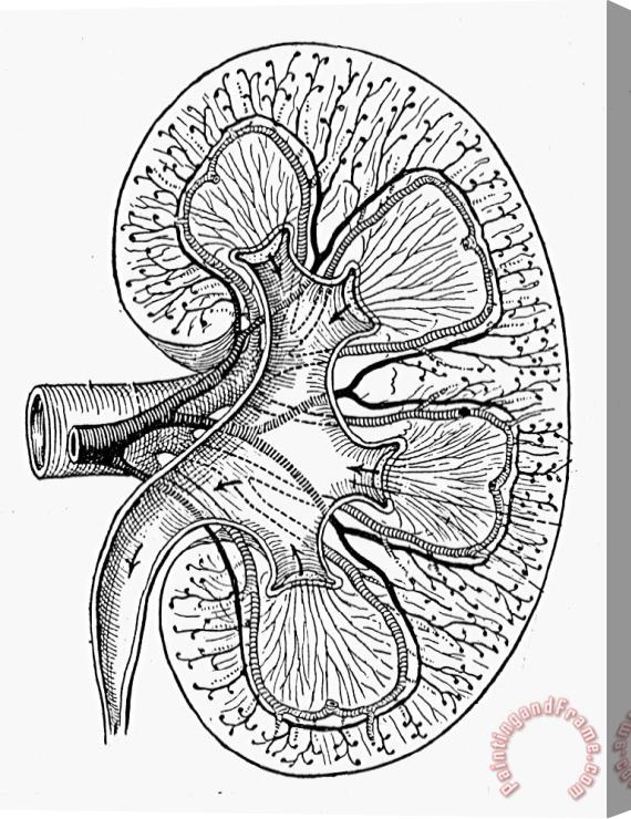 Others Human Kidney Stretched Canvas Painting / Canvas Art