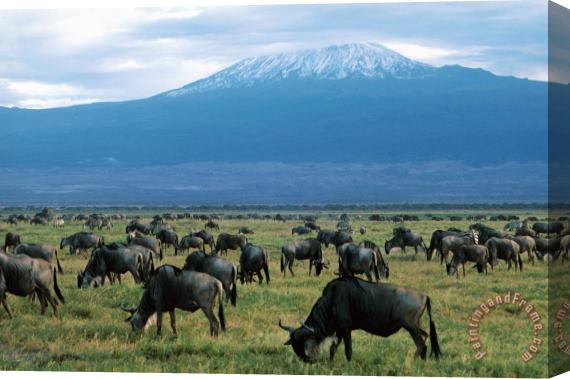 Others Kenya Mount Kilimanjaro Wildebeests Grazing Stretched Canvas Print / Canvas Art