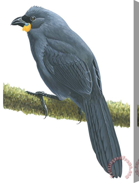 Others Kokako Stretched Canvas Painting / Canvas Art