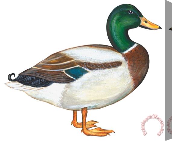 Others Mallard Duck Stretched Canvas Print / Canvas Art