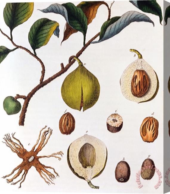 Others Nutmeg Myrsitica Fragrans Stretched Canvas Painting / Canvas Art