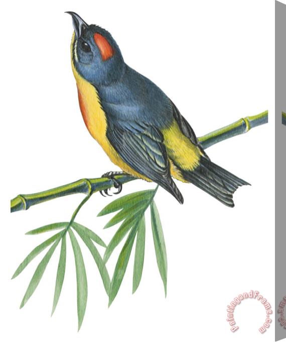 Others Philippine Flowerpecker Stretched Canvas Painting / Canvas Art