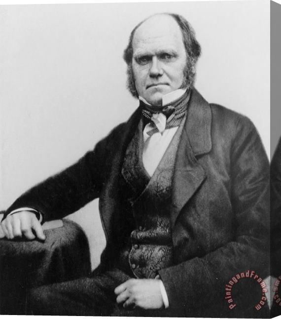 Others Portrait Of Charles Darwin Stretched Canvas Print / Canvas Art