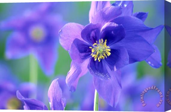 Others Purple Flowers Stretched Canvas Print / Canvas Art