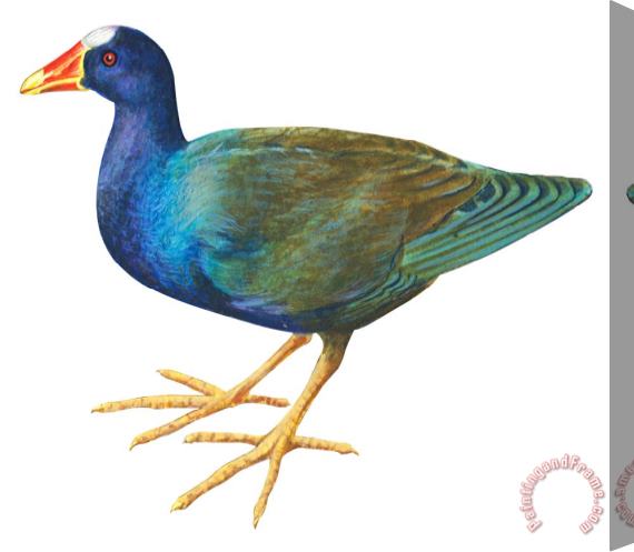Others Purple Gallinule Stretched Canvas Painting / Canvas Art