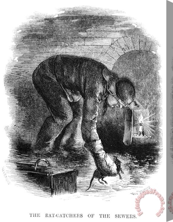 Others RAT CATCHER, 19th CENTURY Stretched Canvas Print / Canvas Art