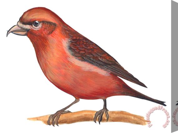 Others Red Crossbill Stretched Canvas Painting / Canvas Art