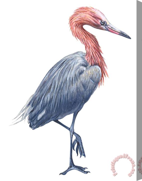 Others Reddish Egret Stretched Canvas Painting / Canvas Art