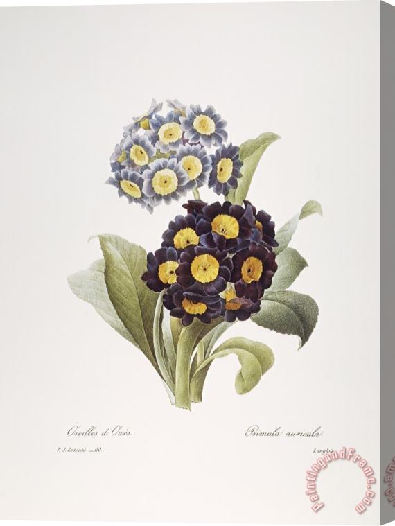 Others Redoute: Auricula, 1833 Stretched Canvas Painting / Canvas Art