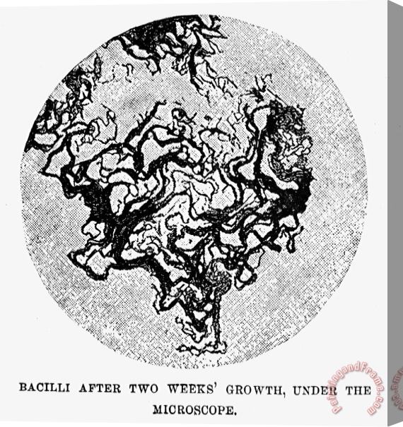 Others Robert Koch: Bacilli Stretched Canvas Print / Canvas Art