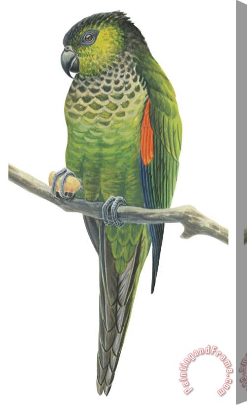 Others Rock Parakeet Stretched Canvas Print / Canvas Art