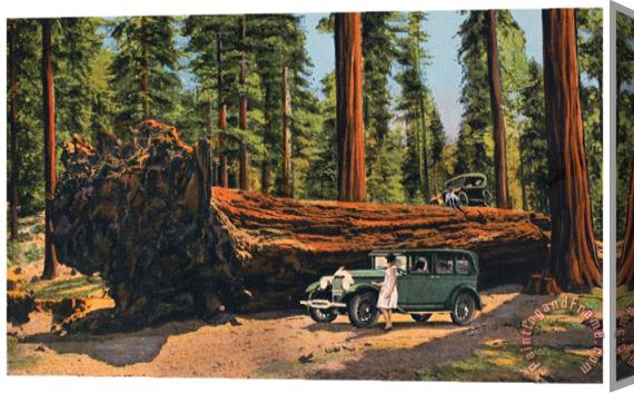 Others Sequoia National Park Stretched Canvas Print / Canvas Art