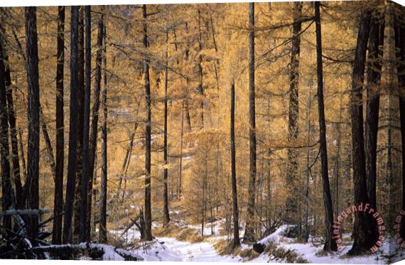 Others Siberian Forest Stretched Canvas Painting / Canvas Art