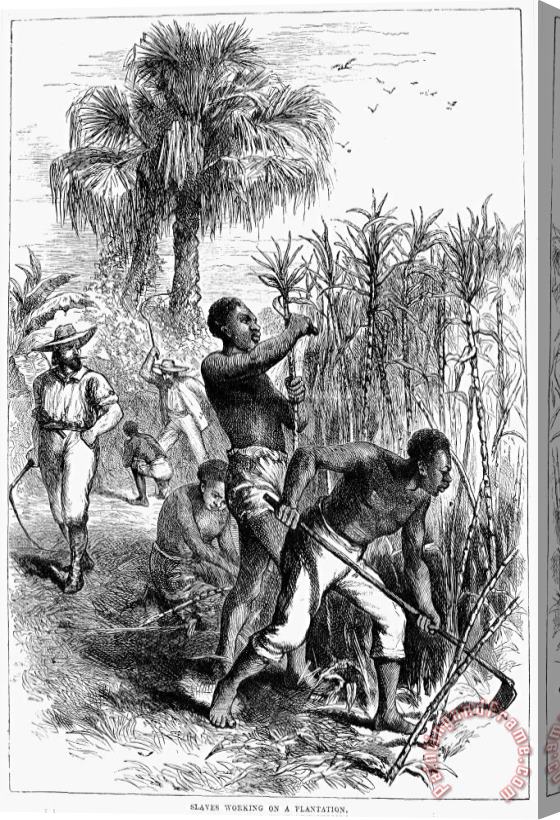 Others Slavery: Sugar Plantation Stretched Canvas Print / Canvas Art