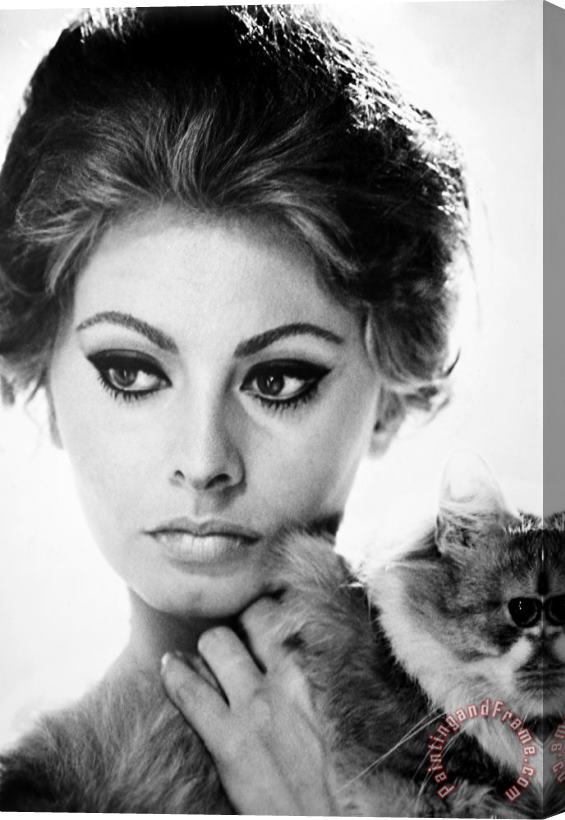 Others Sophia Loren (1934- ) Stretched Canvas Print / Canvas Art