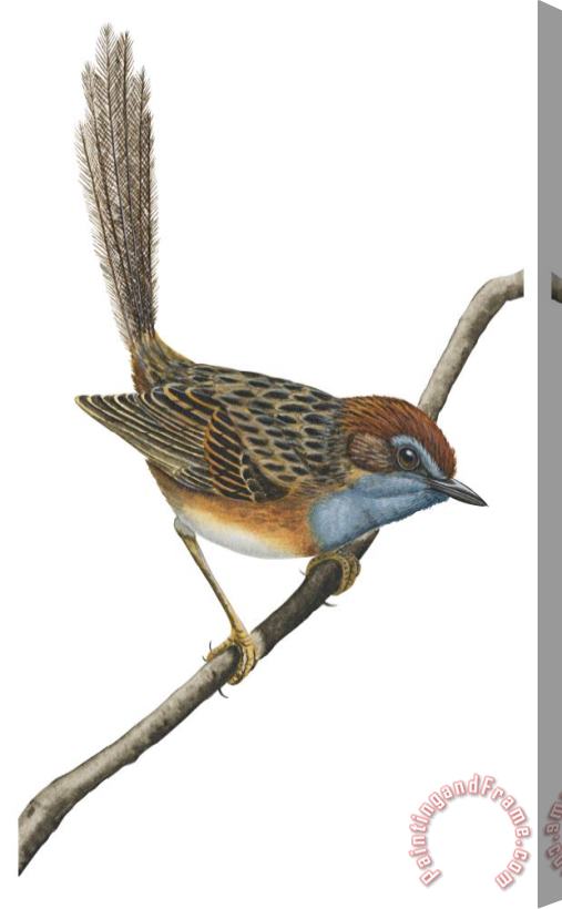 Others Southern Emu Wren Stretched Canvas Print / Canvas Art