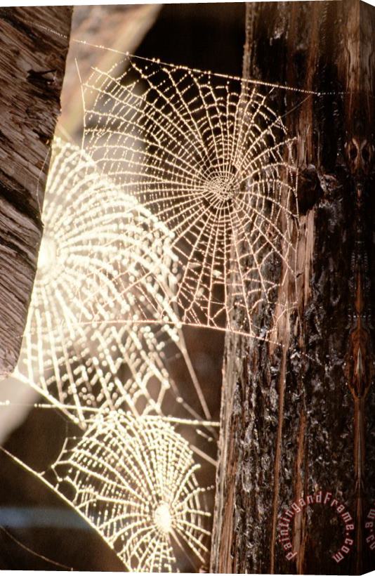 Others Spider Webs Stretched Canvas Print / Canvas Art