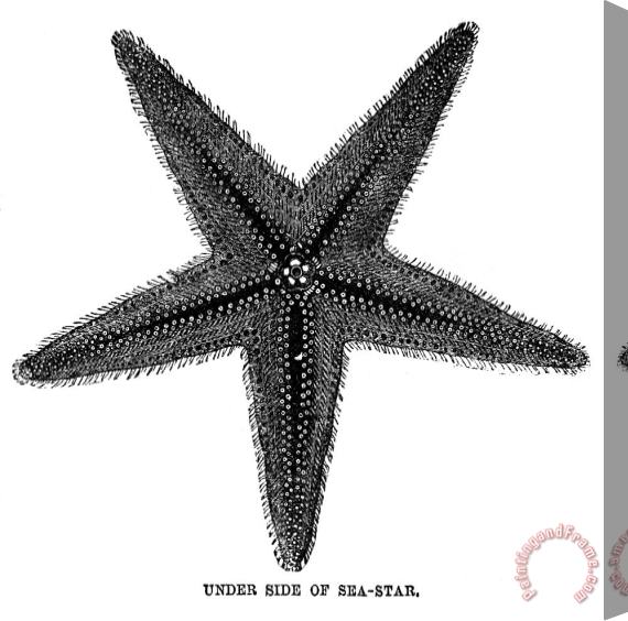 Others Starfish Stretched Canvas Print / Canvas Art