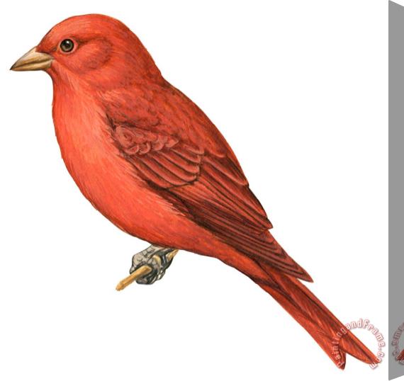 Others Summer Tanager Stretched Canvas Painting / Canvas Art