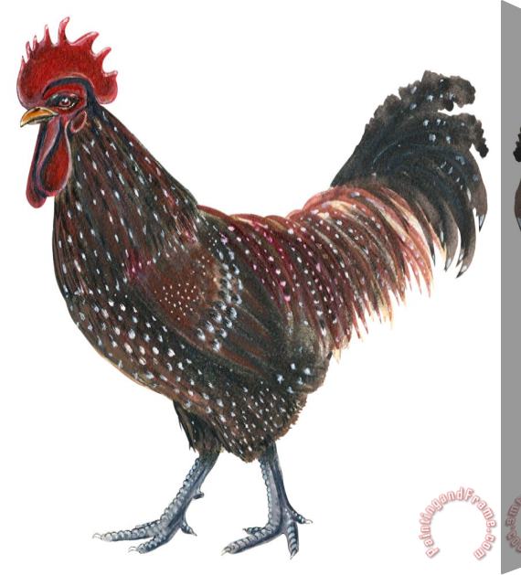 Others Sussex Rooster Stretched Canvas Painting / Canvas Art