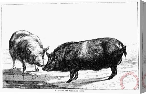Others SWINE, 19th CENTURY Stretched Canvas Print / Canvas Art