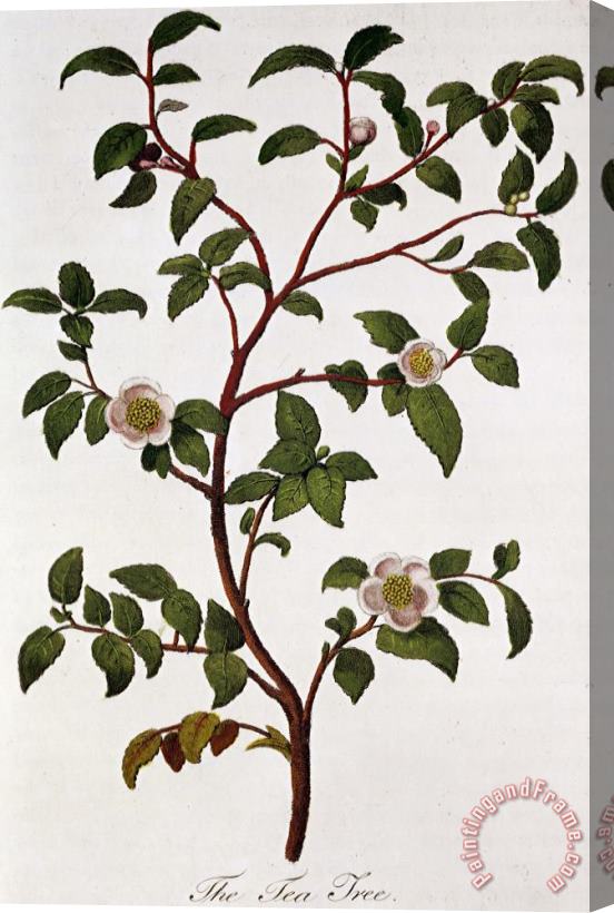 Others Tea Branch Of Camellia Sinensis Stretched Canvas Print / Canvas Art
