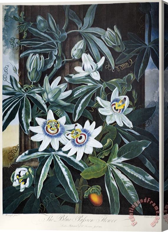 Others Thornton: Passion-flower Stretched Canvas Painting / Canvas Art