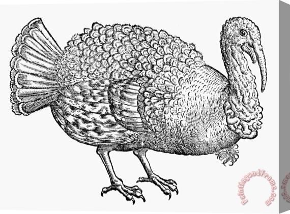 Others Turkey, 1560 Stretched Canvas Print / Canvas Art
