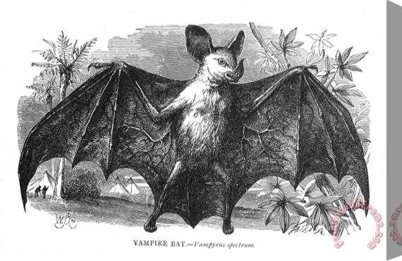 Others Vampire Bat Stretched Canvas Print / Canvas Art