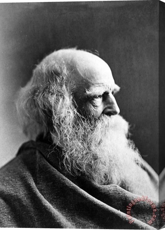 Others William Cullen Bryant Stretched Canvas Print / Canvas Art
