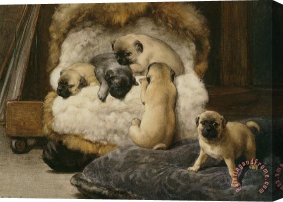 Otto Eerelman Nest Met Jonge Mastiffs Stretched Canvas Painting / Canvas Art