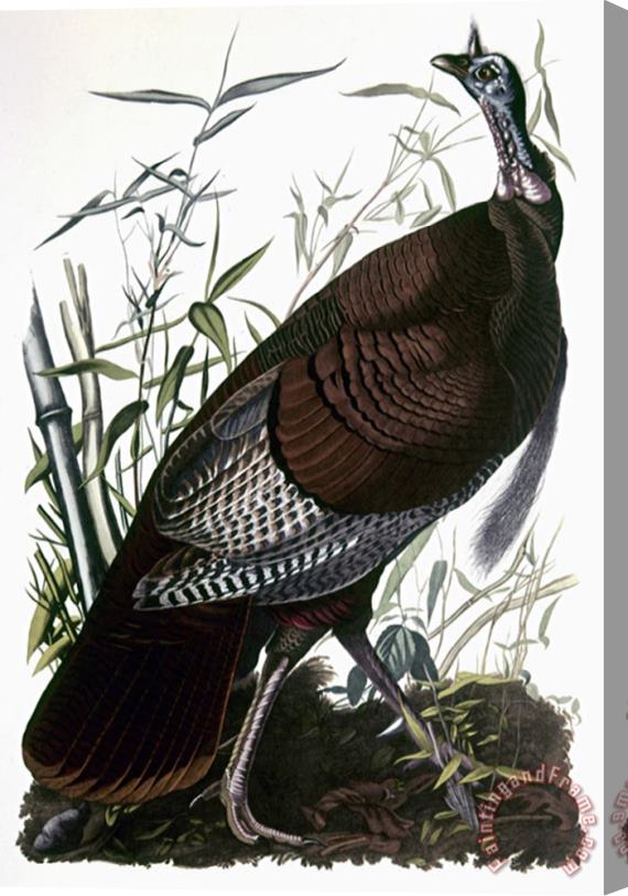 Pablo Picasso John James Audubon Audubon Turkey Stretched Canvas Print / Canvas Art
