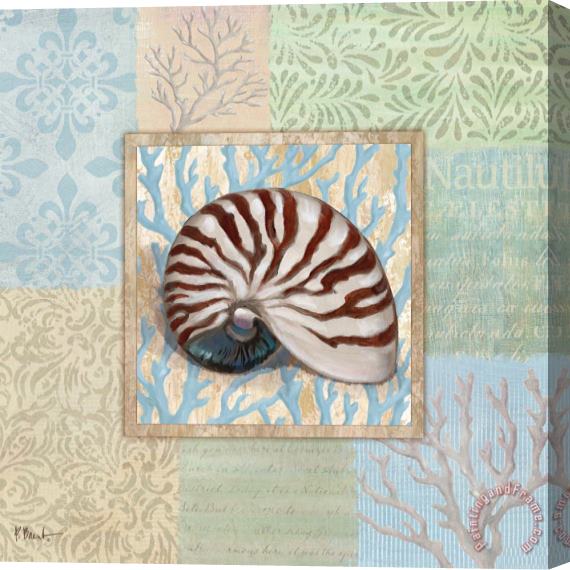 Paul Brent Oceanic Shell Collage III Stretched Canvas Painting / Canvas Art