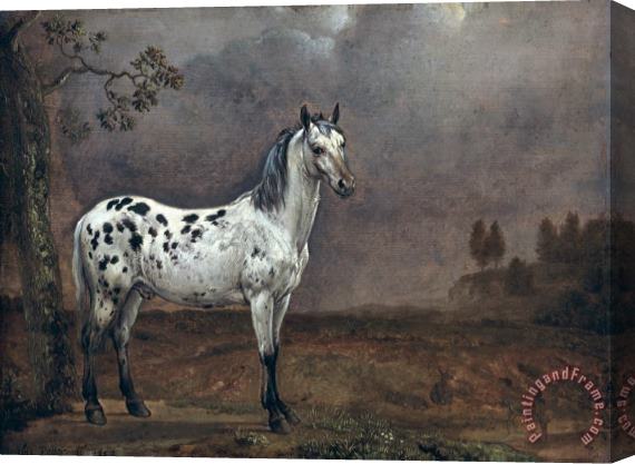 Paulus Potter The Piebald Horse Stretched Canvas Print / Canvas Art