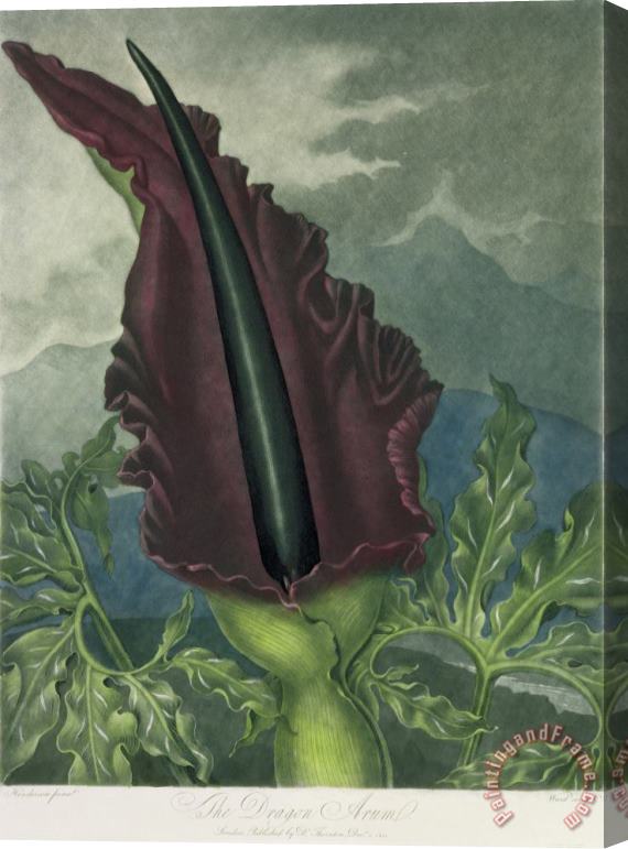 Peter Charles Henderson The Dragon Arum Stretched Canvas Print / Canvas Art