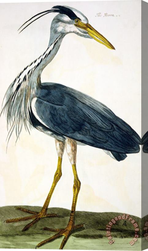 Peter Paillou The Heron Stretched Canvas Print / Canvas Art
